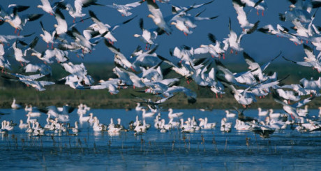 Exploring the Ecological Marvels of Hokersar Wetland in Kashmir